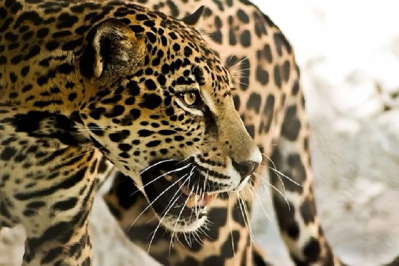Leopard close-up